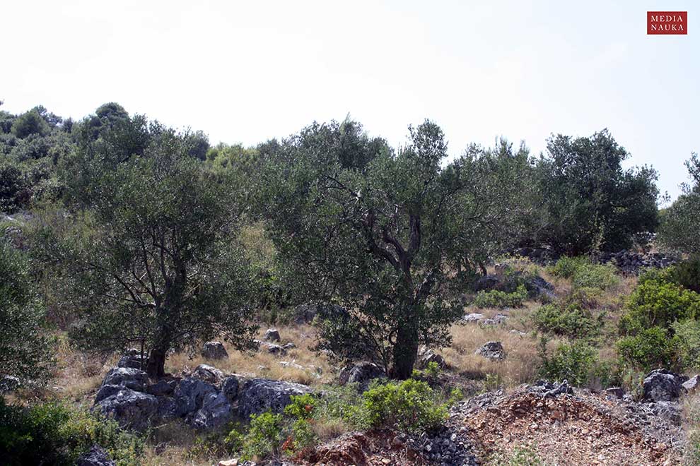 oliwka europejska (Olea europaea)