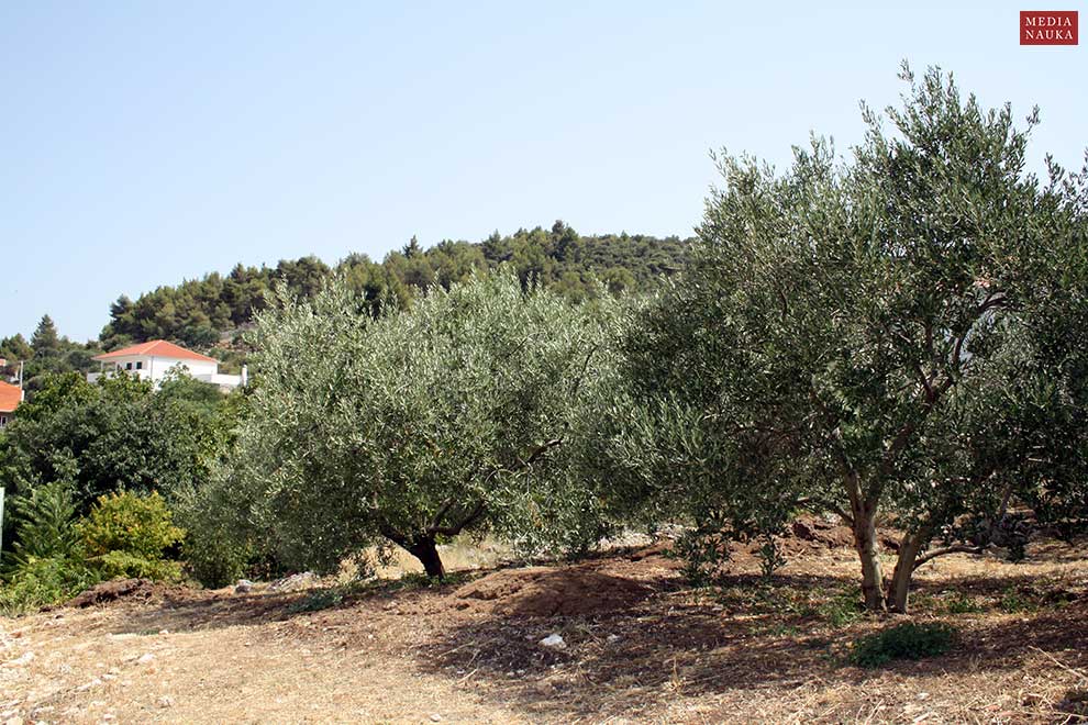 oliwka europejska (Olea europaea)