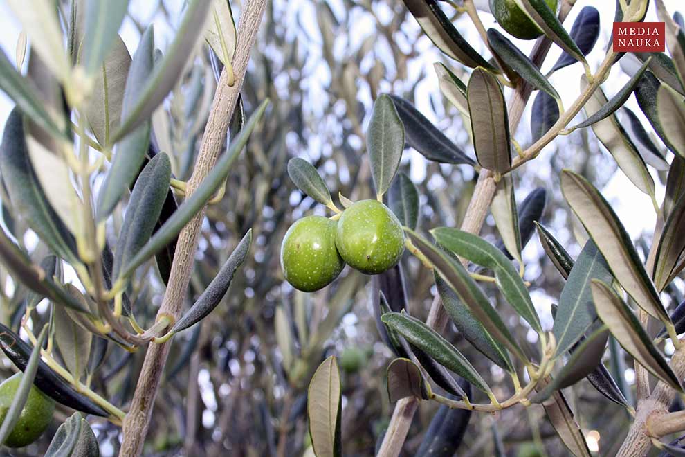 oliwka europejska (Olea europaea)