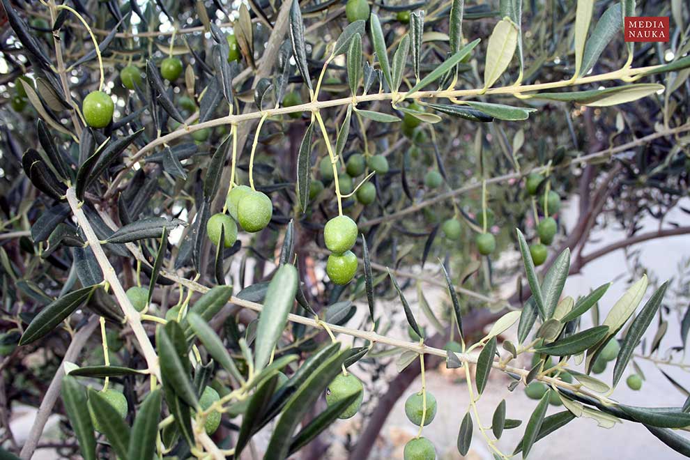 oliwka europejska (Olea europaea)