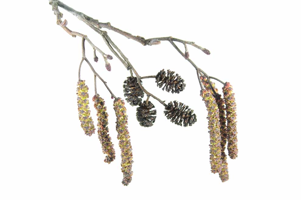 olsza czarna (Alnus glutinosa)