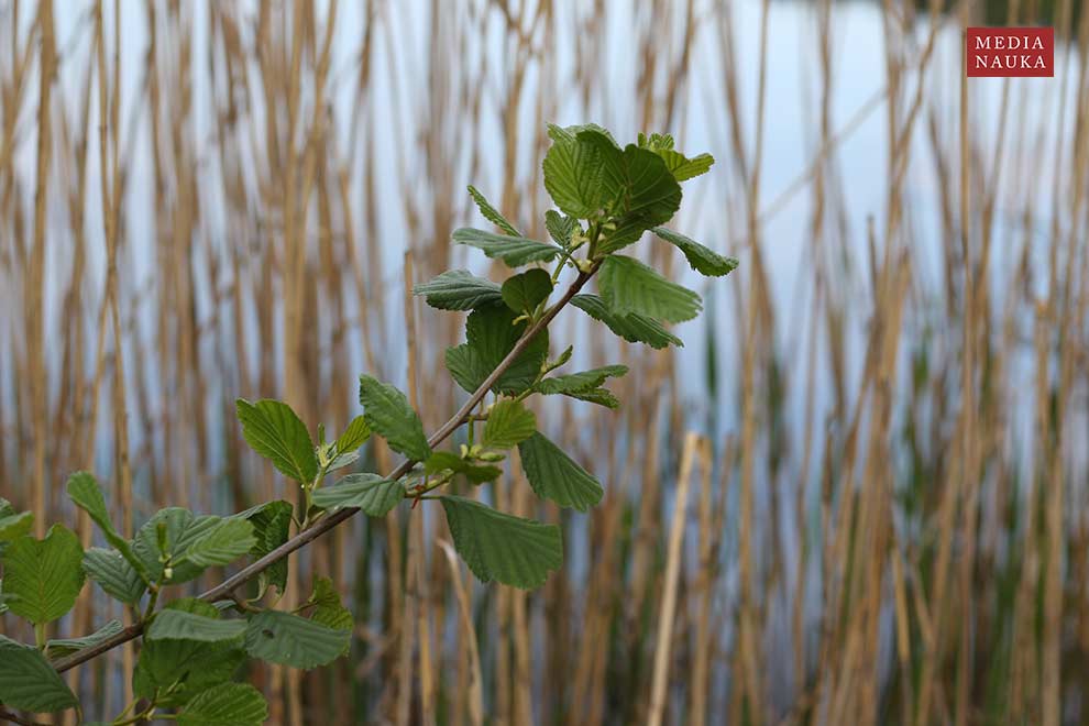 olsza czarna (Alnus glutinosa)