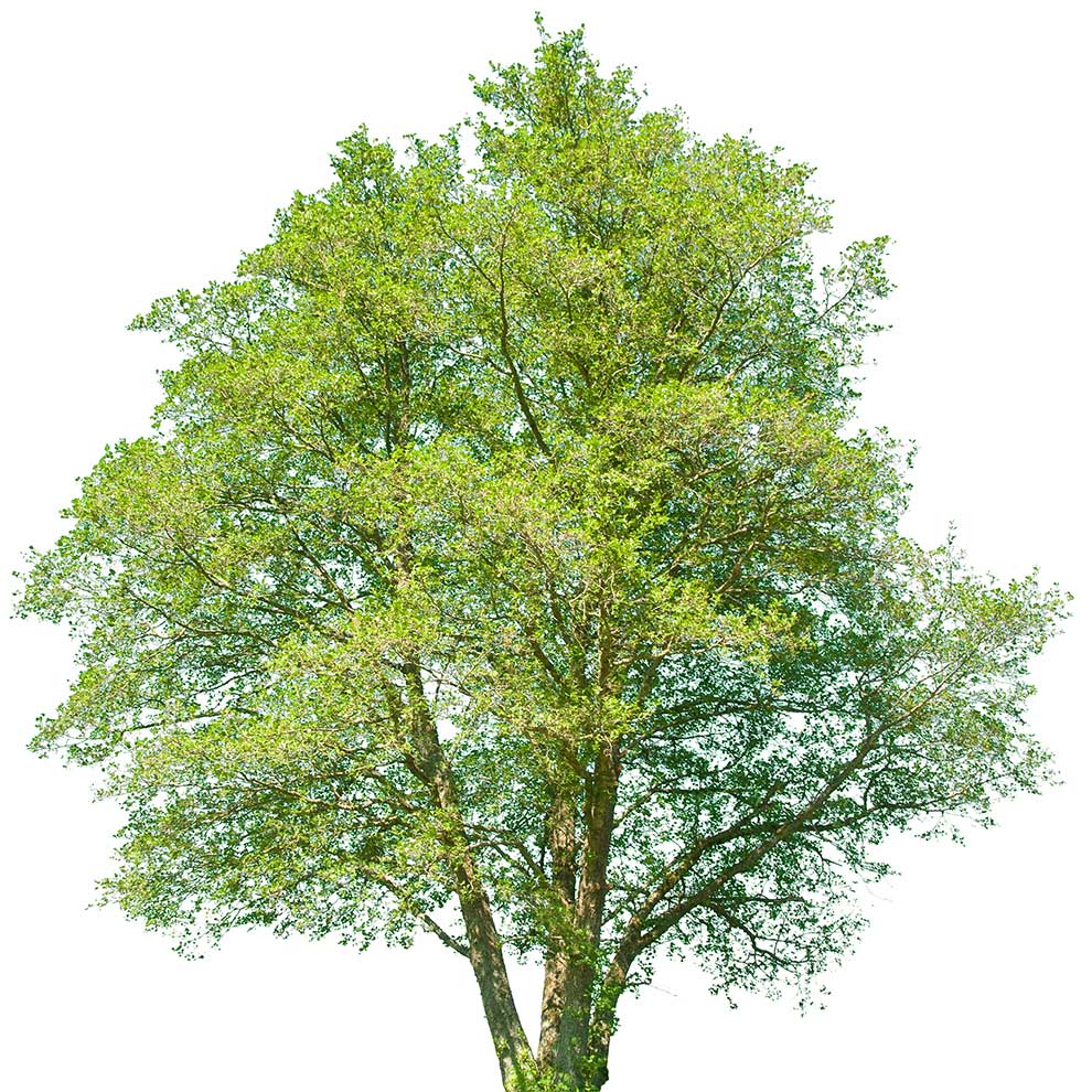 olsza czarna (Alnus glutinosa)