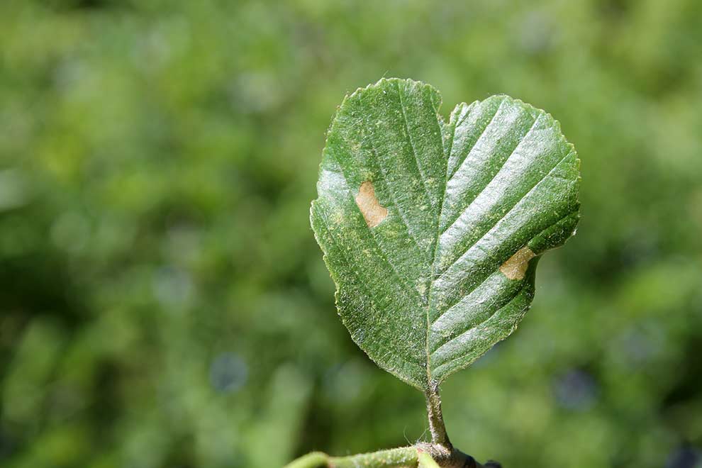 olsza czarna (Alnus glutinosa)