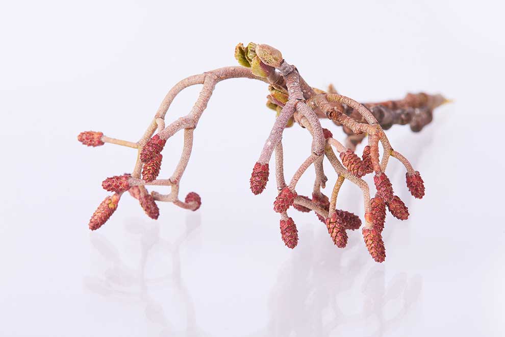 olsza czarna (Alnus glutinosa)