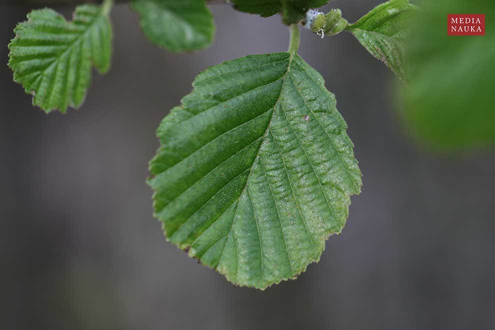 olsza czarna (Alnus glutinosa)