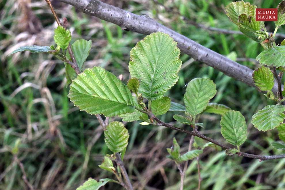 olsza czarna (Alnus glutinosa)