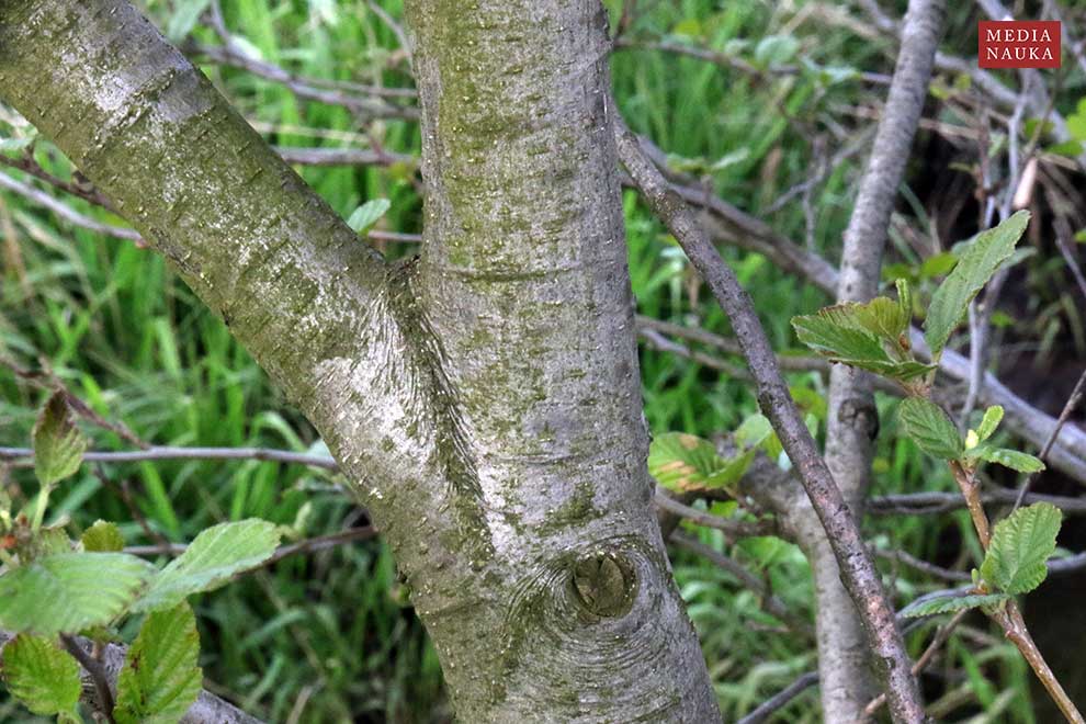 olsza czarna (Alnus glutinosa)