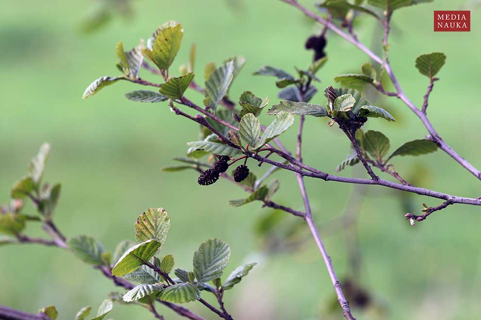 olsza czarna (Alnus glutinosa)