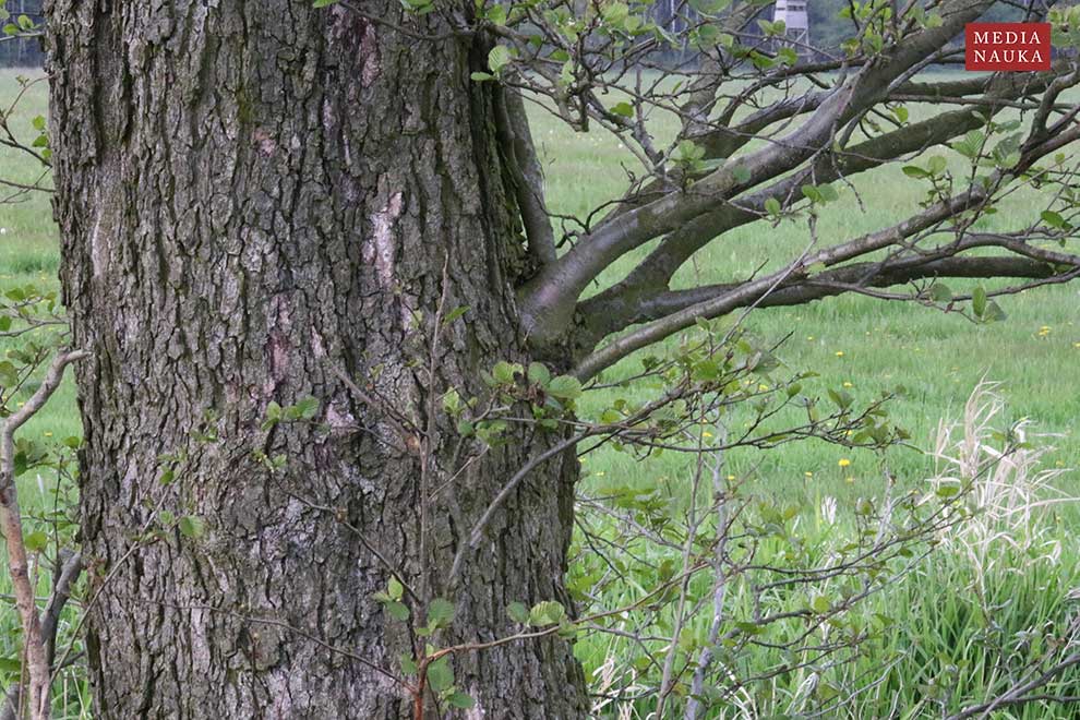 olsza czarna (Alnus glutinosa)