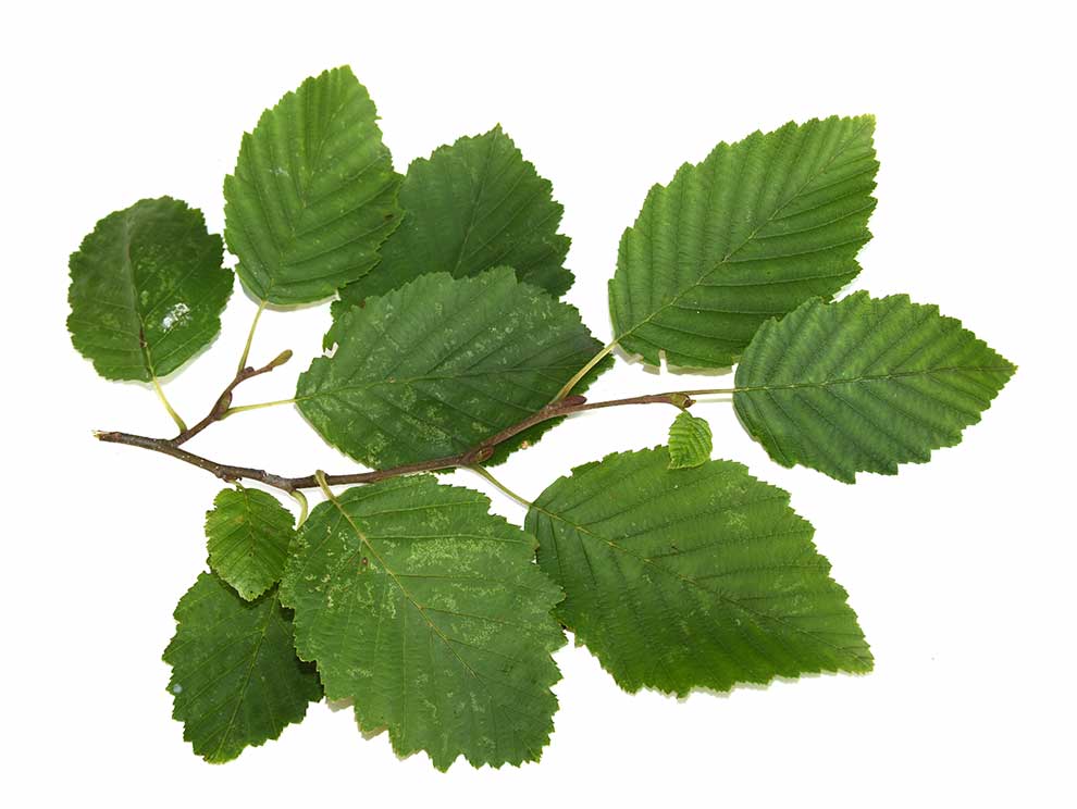 olsza szara (Alnus incana)
