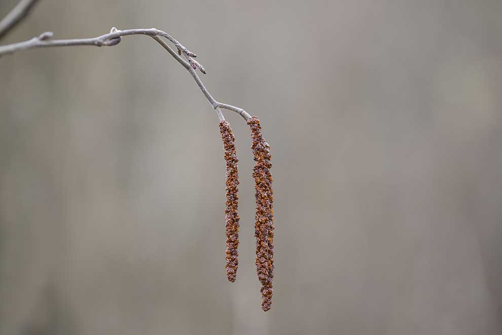 olsza szara (Alnus incana)