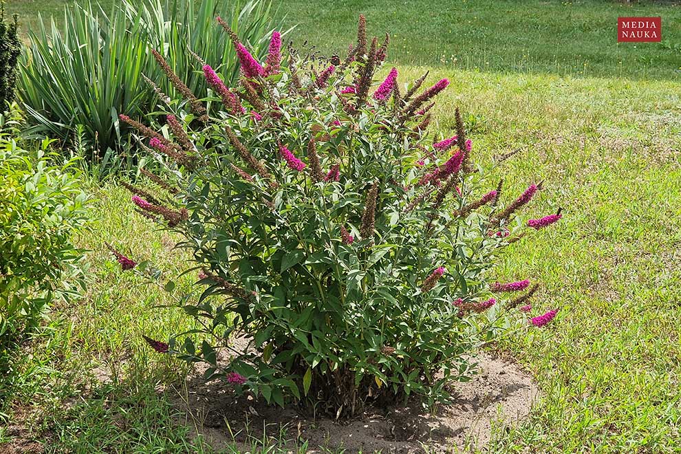 budleja Davida (Buddleja davidii)