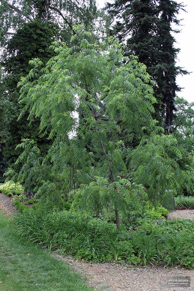 orzech czarny (Juglans nigra)