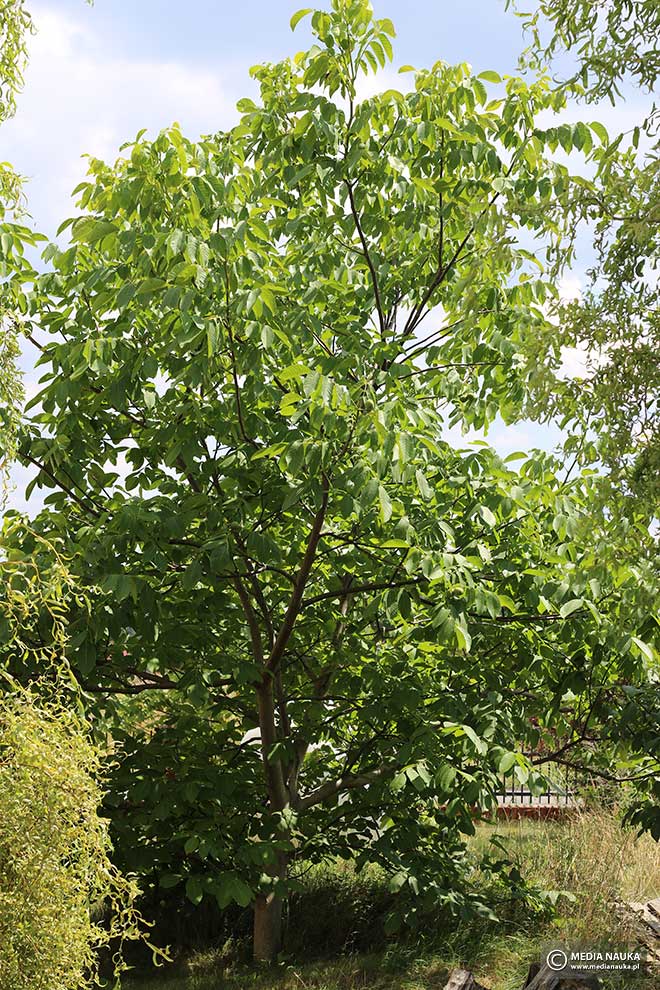 orzech włoski (Juglans regia)