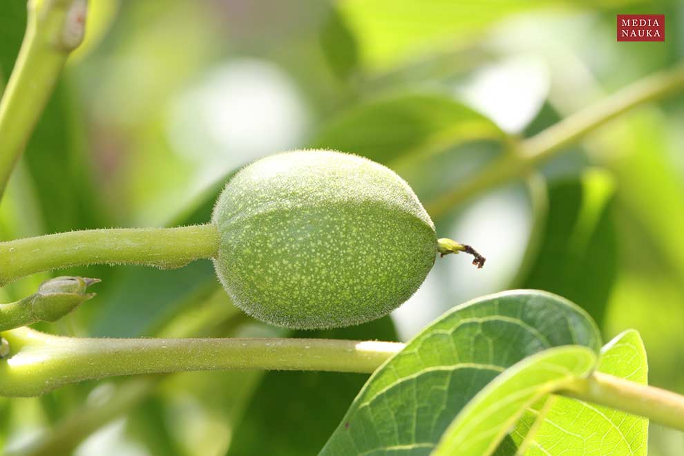 orzech włoski (Juglans regia)