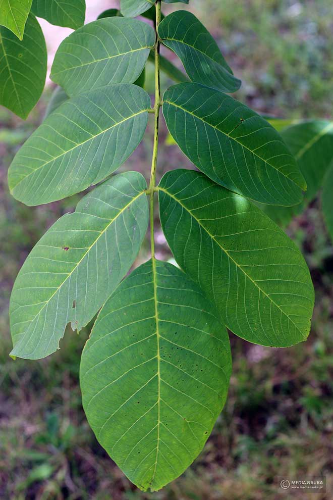 orzech włoski (Juglans regia)