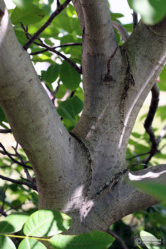 orzech włoski (Juglans regia)
