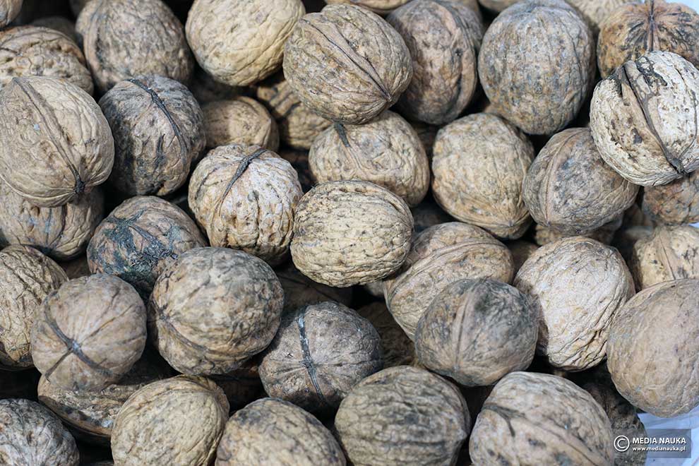 orzech włoski (Juglans regia)