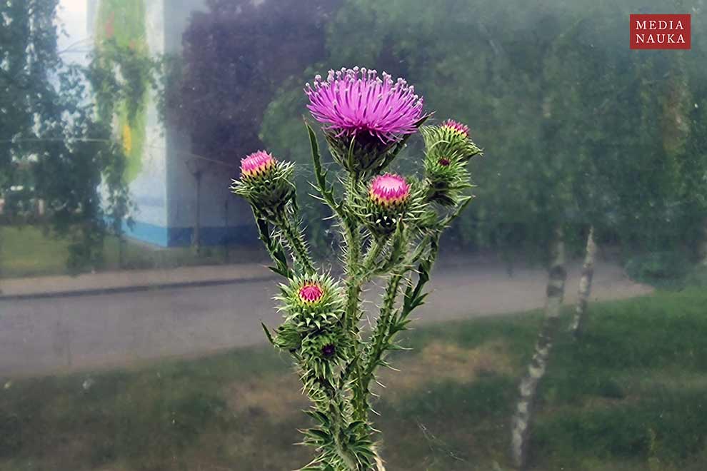 oset nastroszony (Carduus acanthoides)
