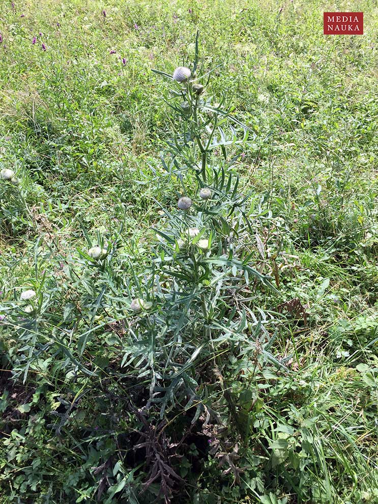 ostrożeń głowacz (Cirsium eriophorum)