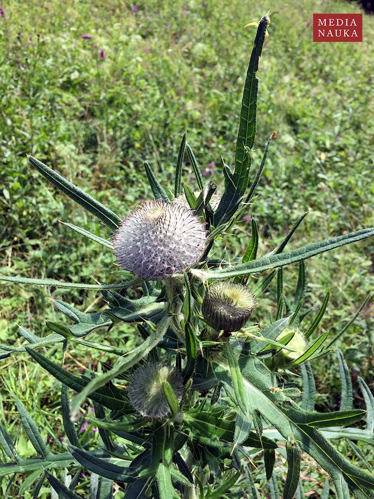 ostrożeń głowacz (Cirsium eriophorum)