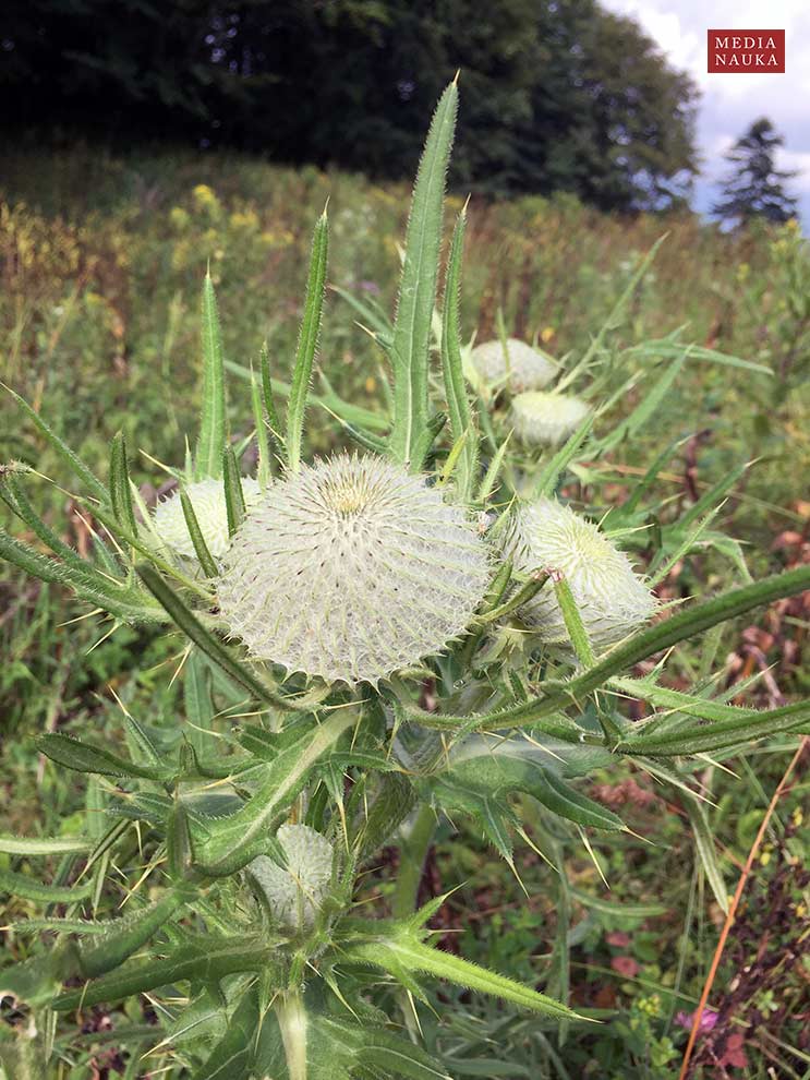 ostrożeń głowacz (Cirsium eriophorum)