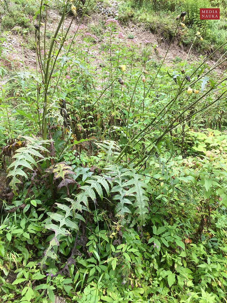 ostrożeń lepki (Cirsium erisithales)