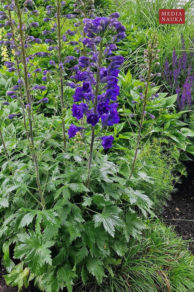 ostróżka wyniosła (Delphinium elatum)