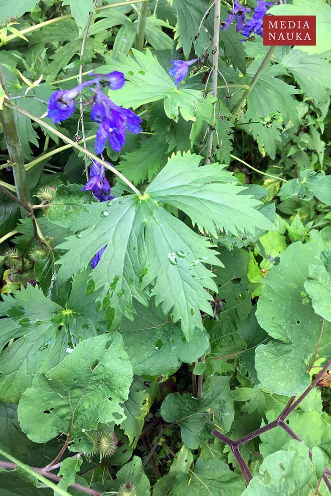 ostróżka wyniosła (Delphinium elatum)