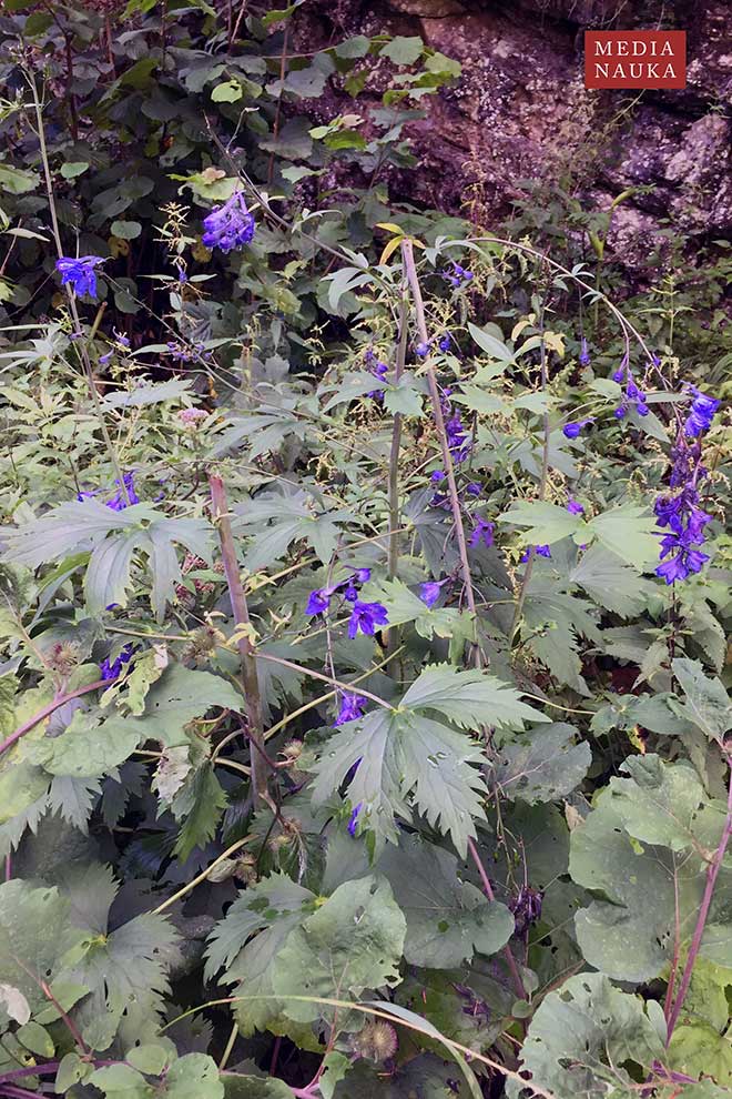 ostróżka wyniosła (Delphinium elatum)