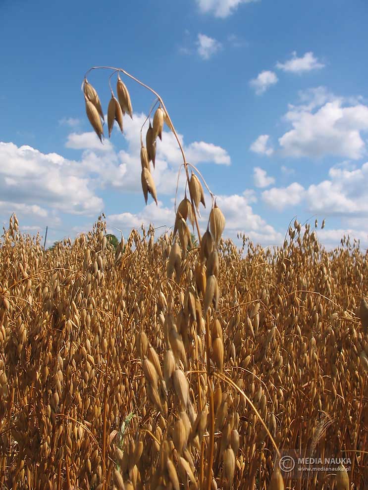 owies zwyczajny (Avena sativa)