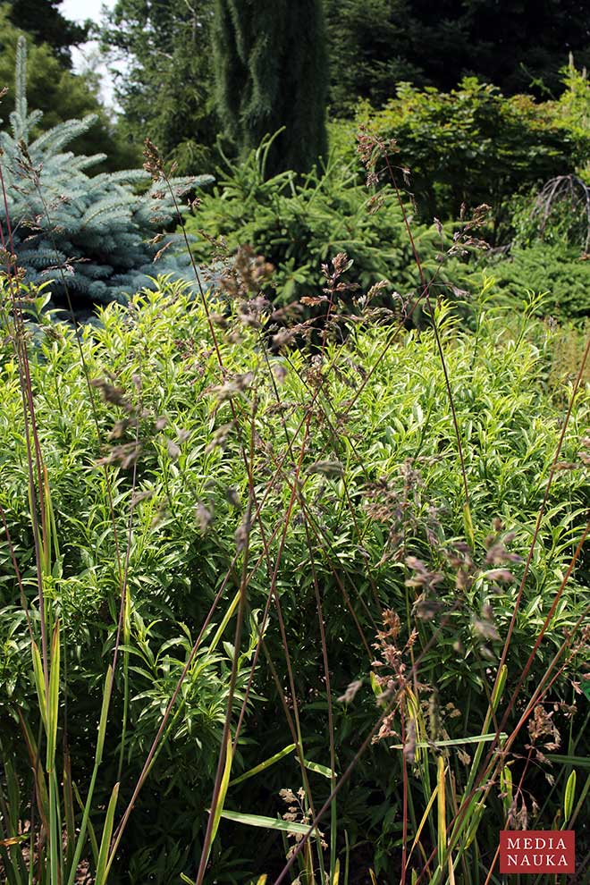 owsica spłaszczona (Helictochloa planiculmis)