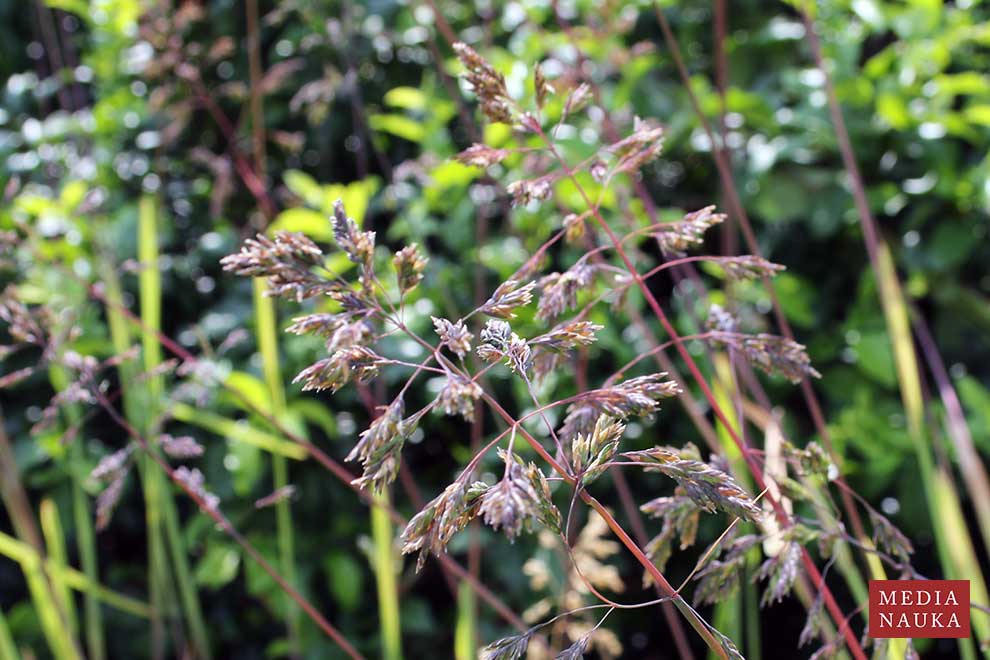 owsica spłaszczona (Helictochloa planiculmis)