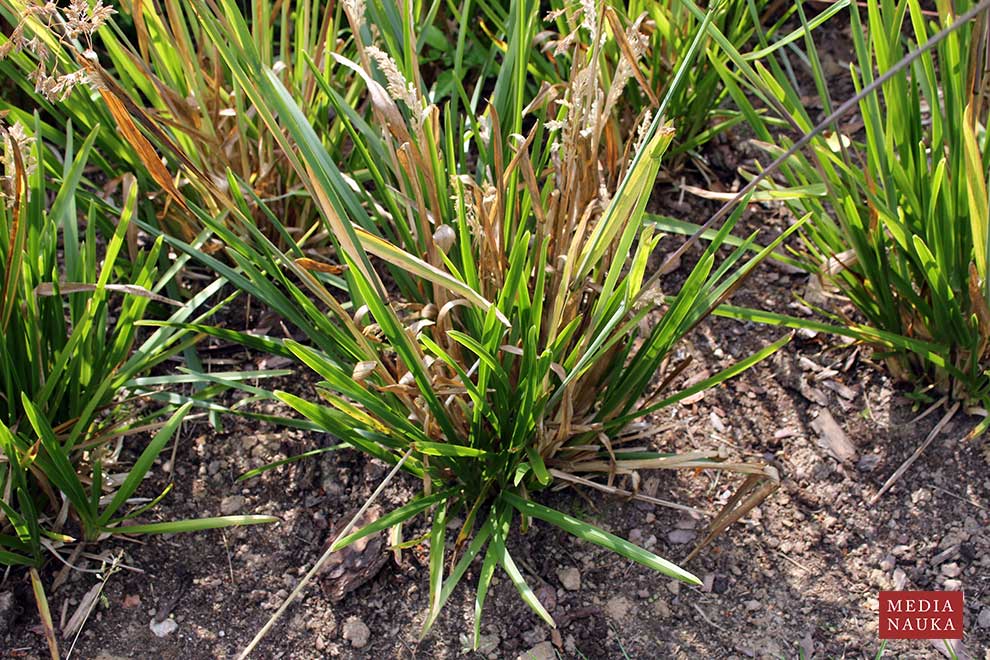 owsica spłaszczona (Helictochloa planiculmis)