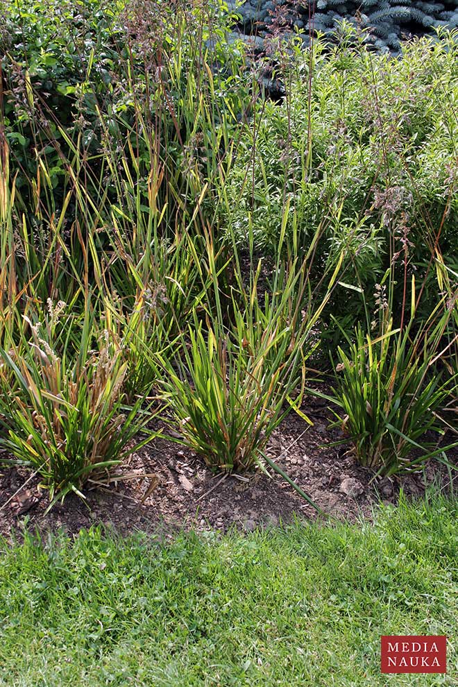 owsica spłaszczona (Helictochloa planiculmis)