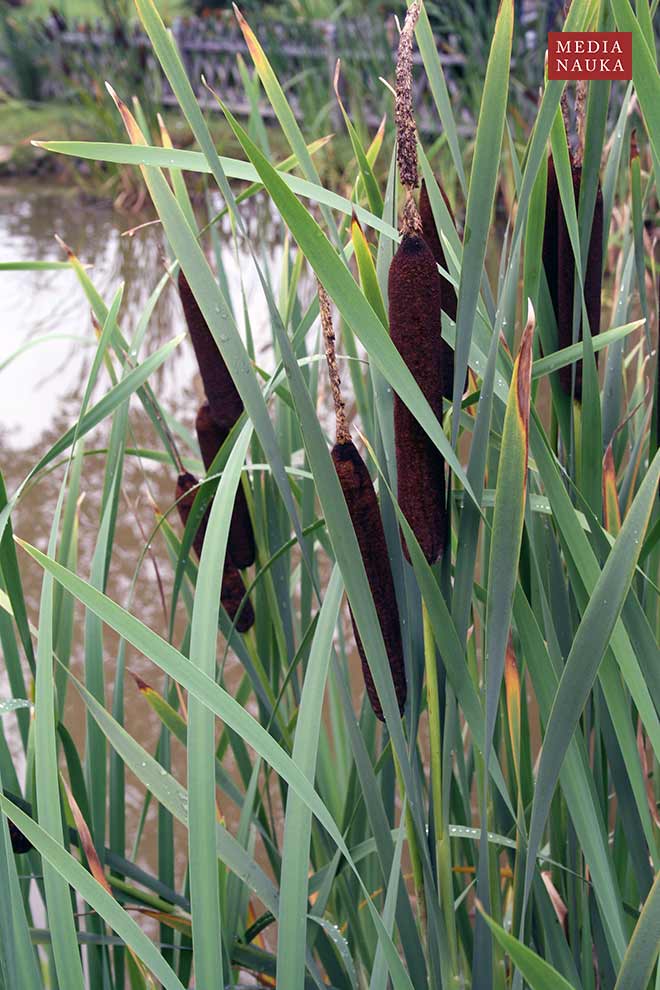 pałka szerokolistna, rogoża (Typha latifolia)