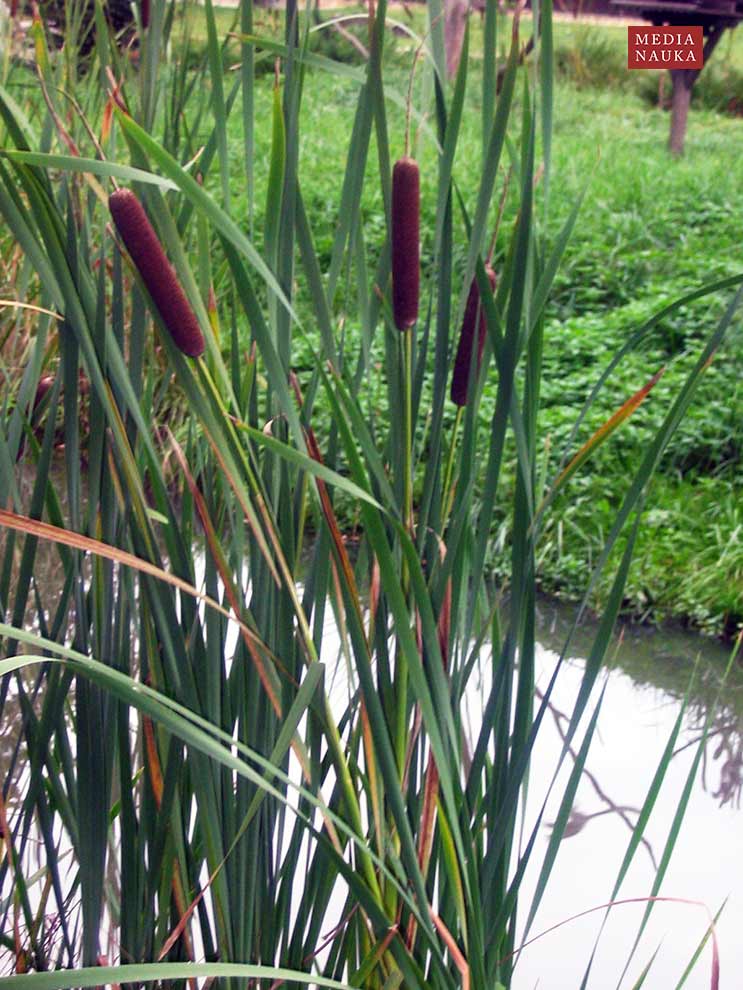 pałka wąskolistna, rogóżka (Typha angustifolia)