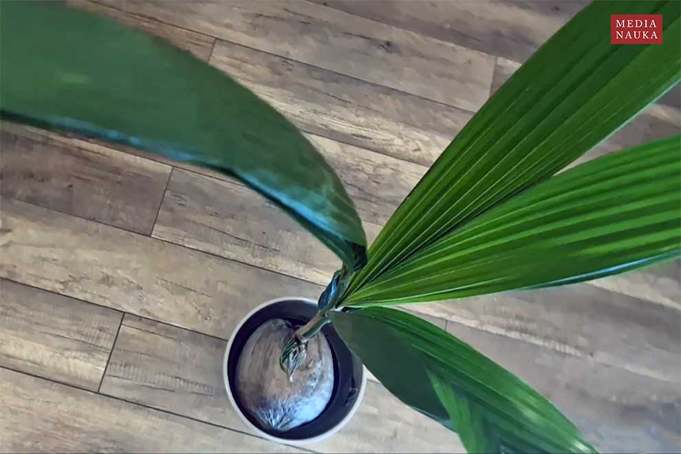 palma kokosowa, kokos właściwy (Cocos nucifera)