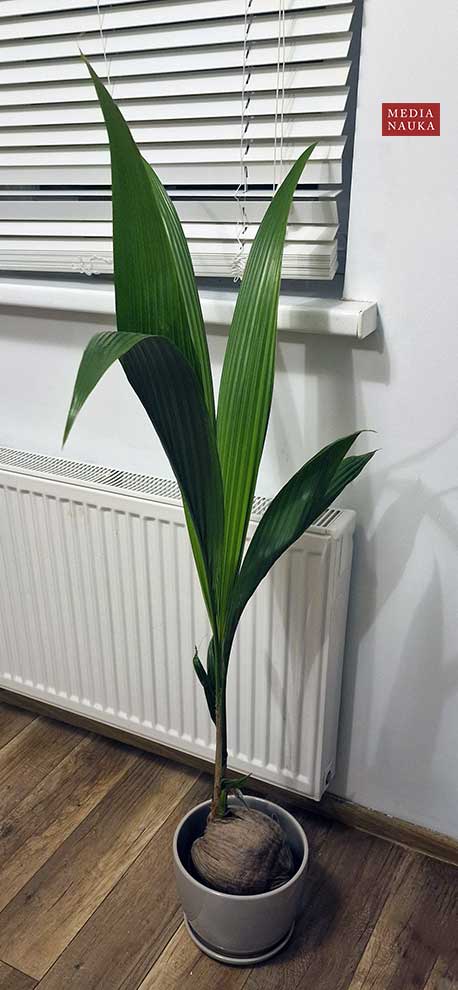 palma kokosowa, kokos właściwy (Cocos nucifera)