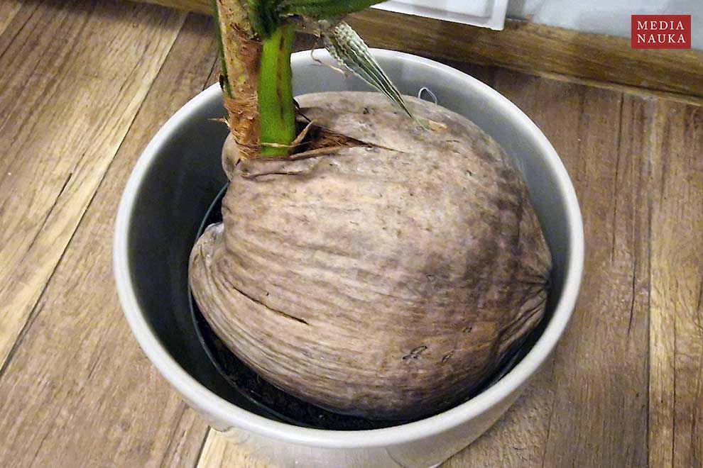 palma kokosowa, kokos właściwy (Cocos nucifera)