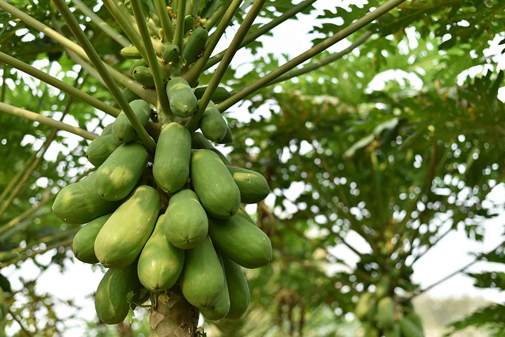 papaja, melonowiec właściwy (Carica papaya)