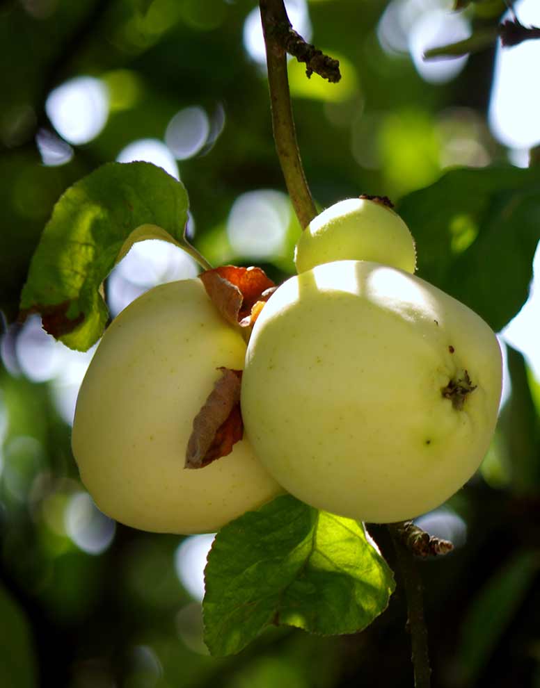 jabłoń domowa (Malus domestica)