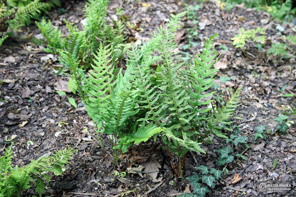 paprotka zwyczajna (Polypodium vulgare)