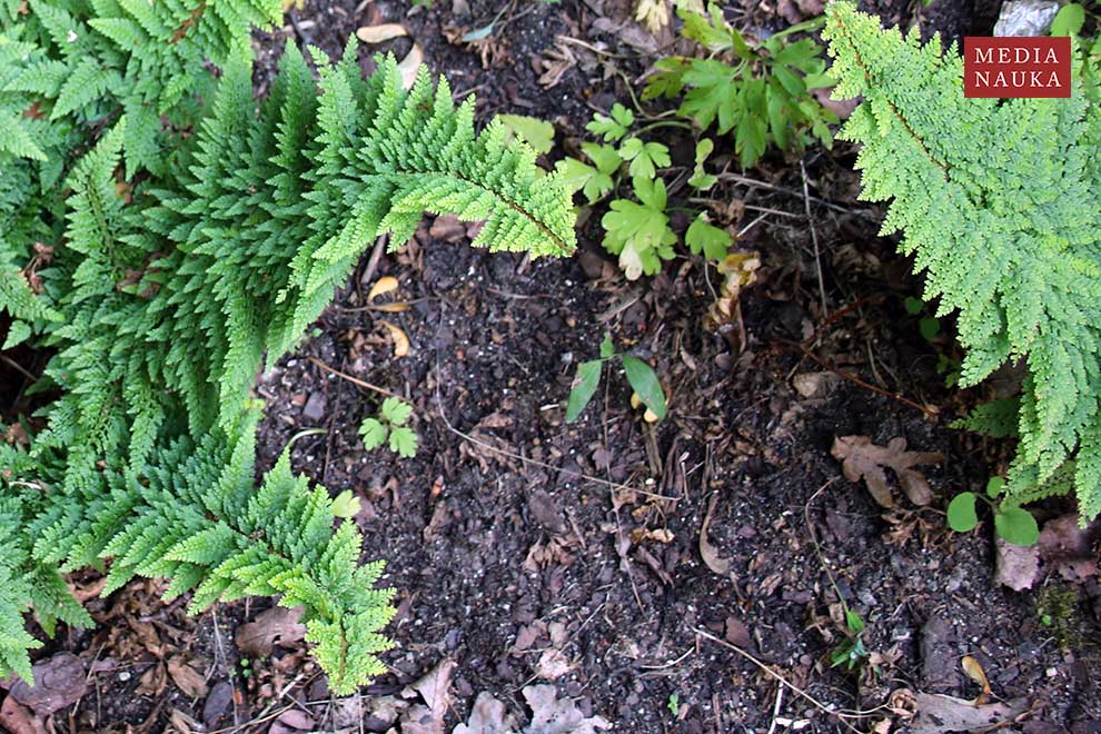 paprotnik szczecinkozębny (Polystichum setiferum)