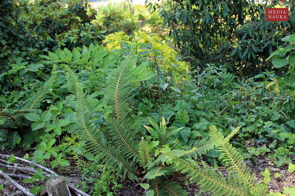 paprotnik szczecinkozębny (Polystichum setiferum)
