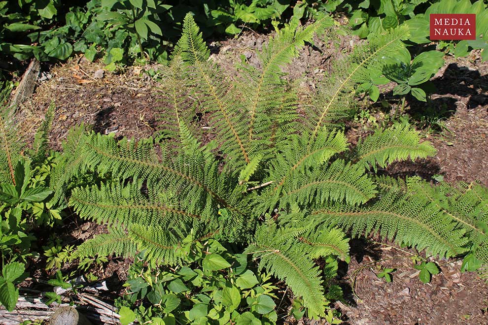 paprotnik szczecinkozębny (Polystichum setiferum)