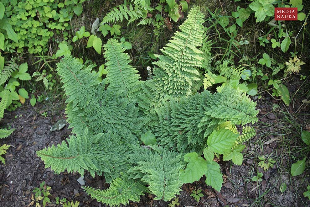 paprotnik szczecinkozębny (Polystichum setiferum)