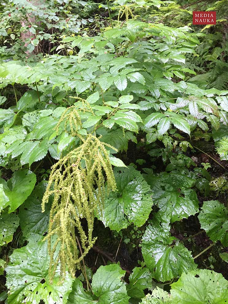 parzydło leśne (Aruncus dioicus)