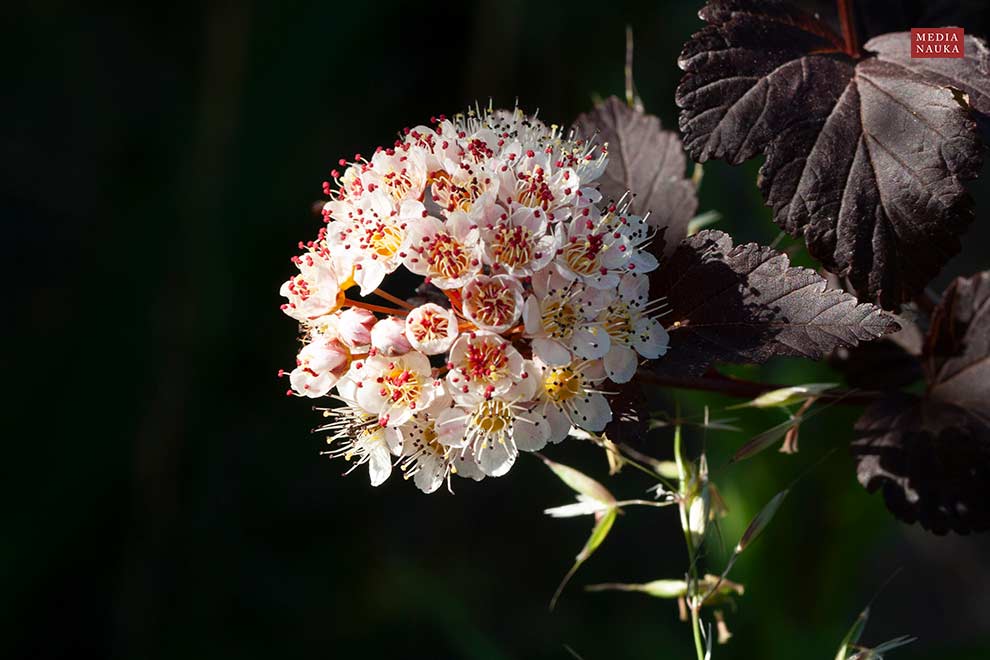 pęcherznica kalinolistna (Physocarpus opulifolius)